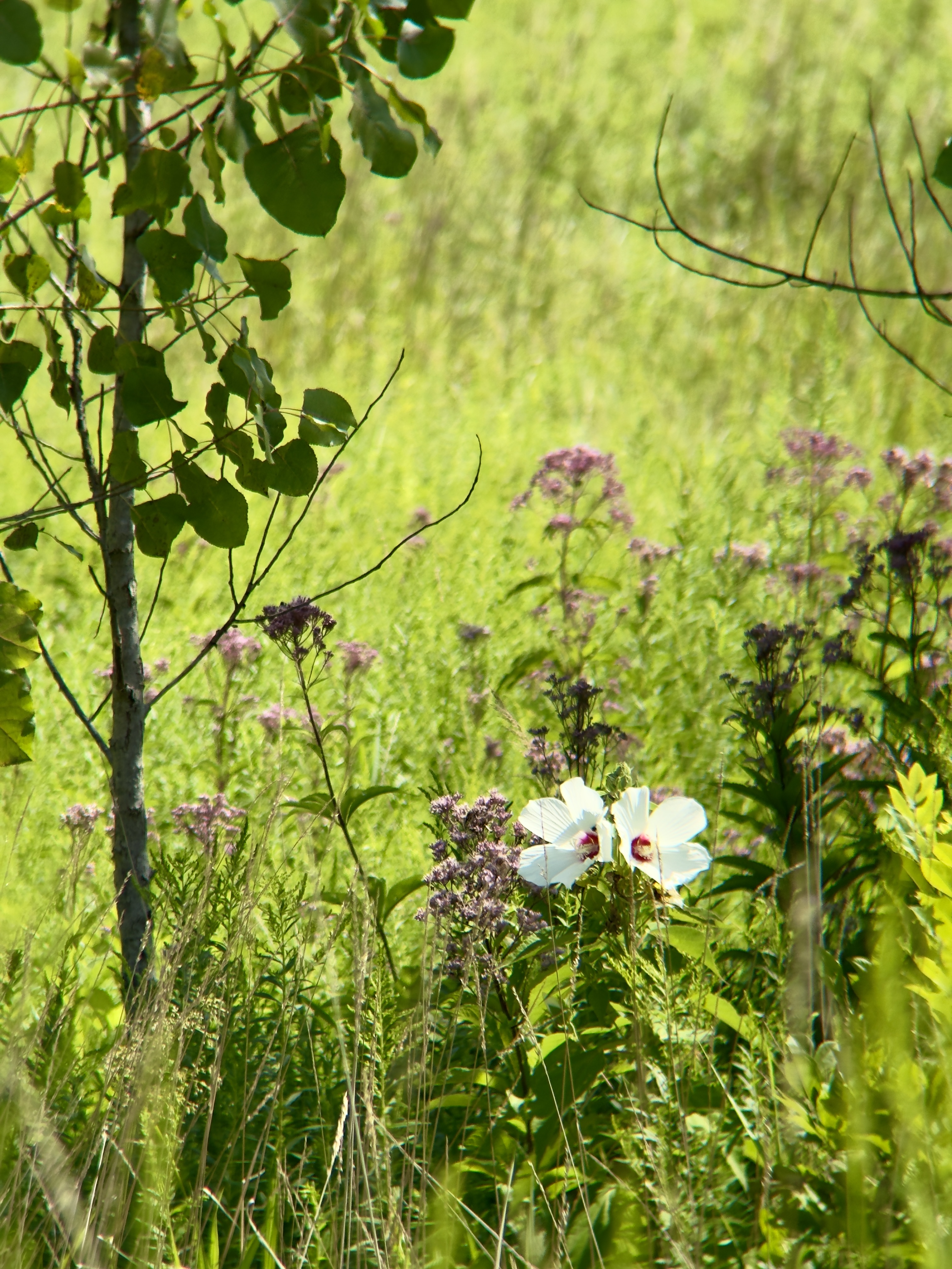 Two Swamp Mallows