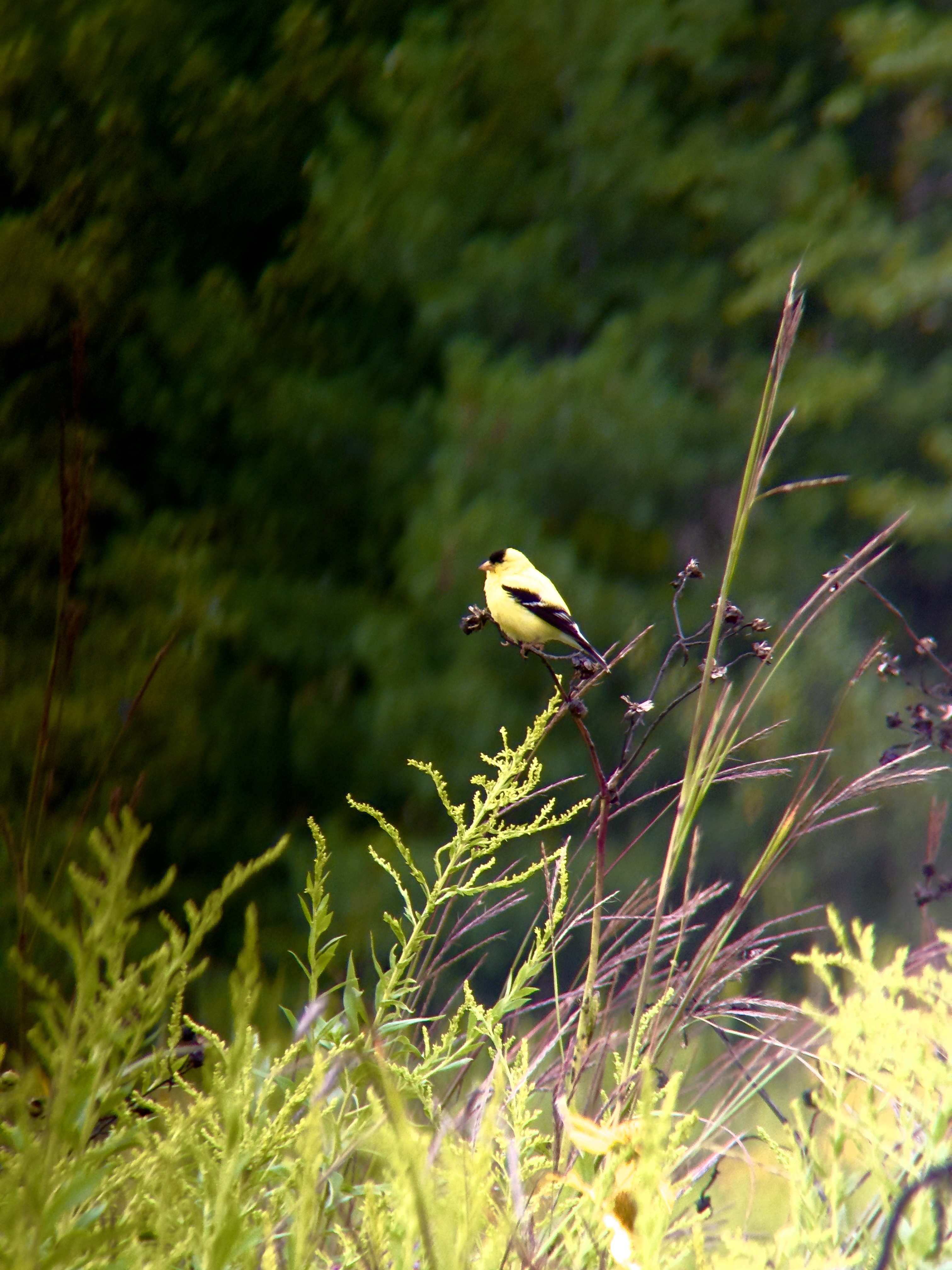 A male American Goldfinch