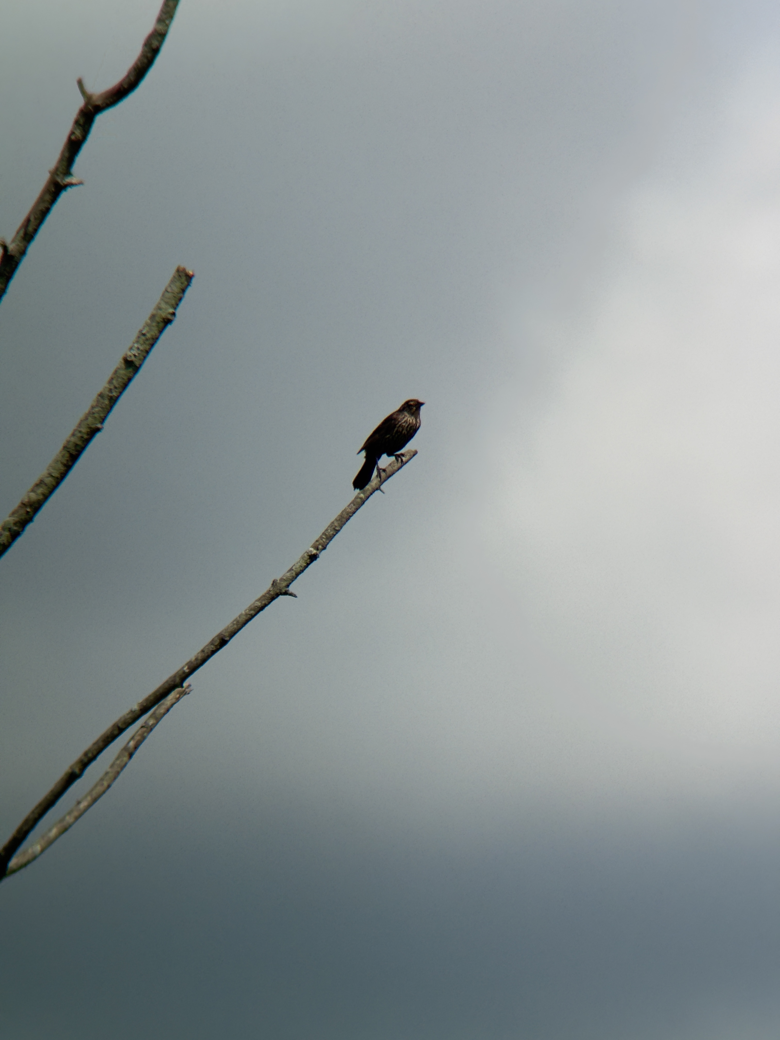 A bird on a branch