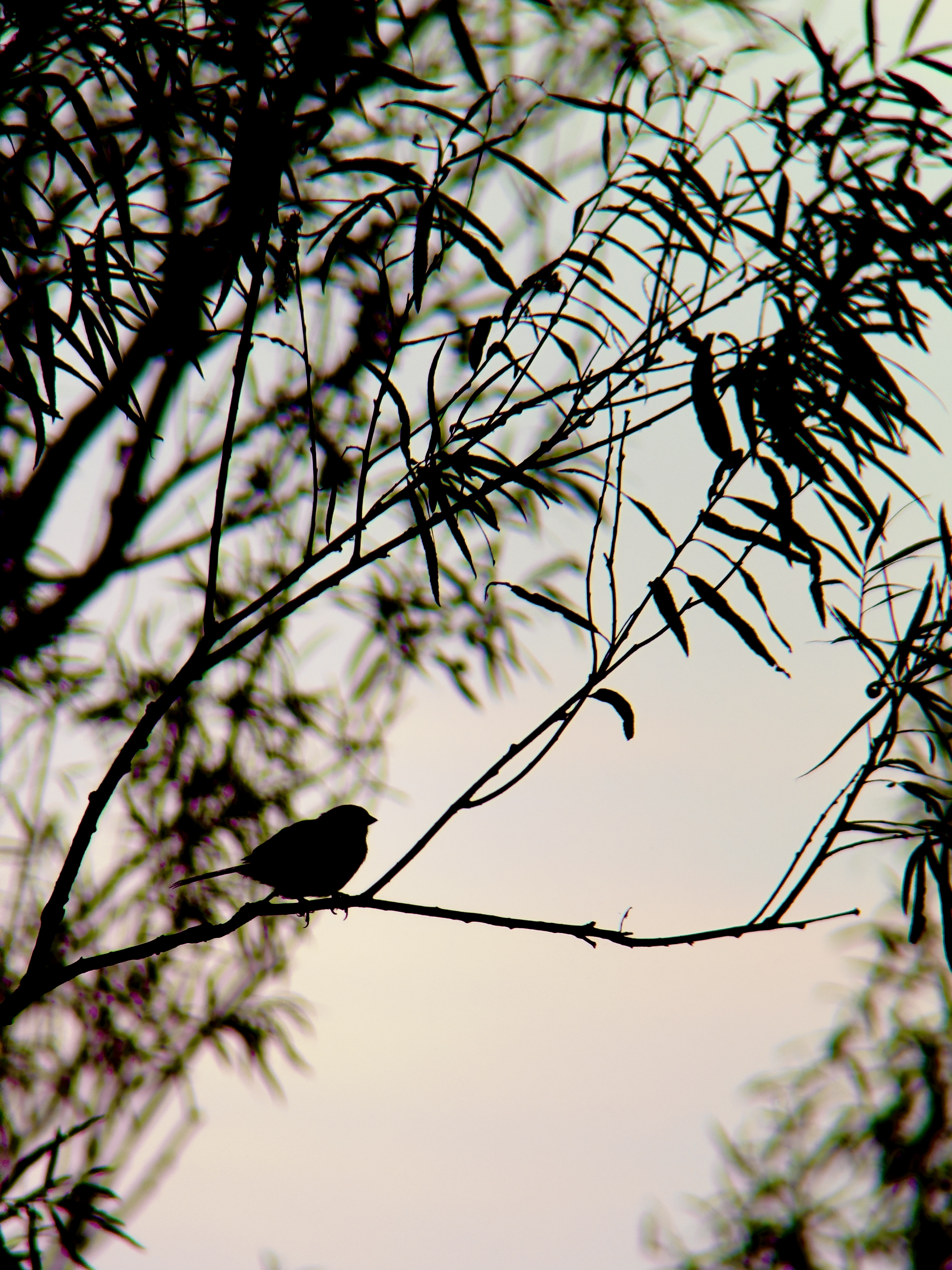 The silhouette of a small bird